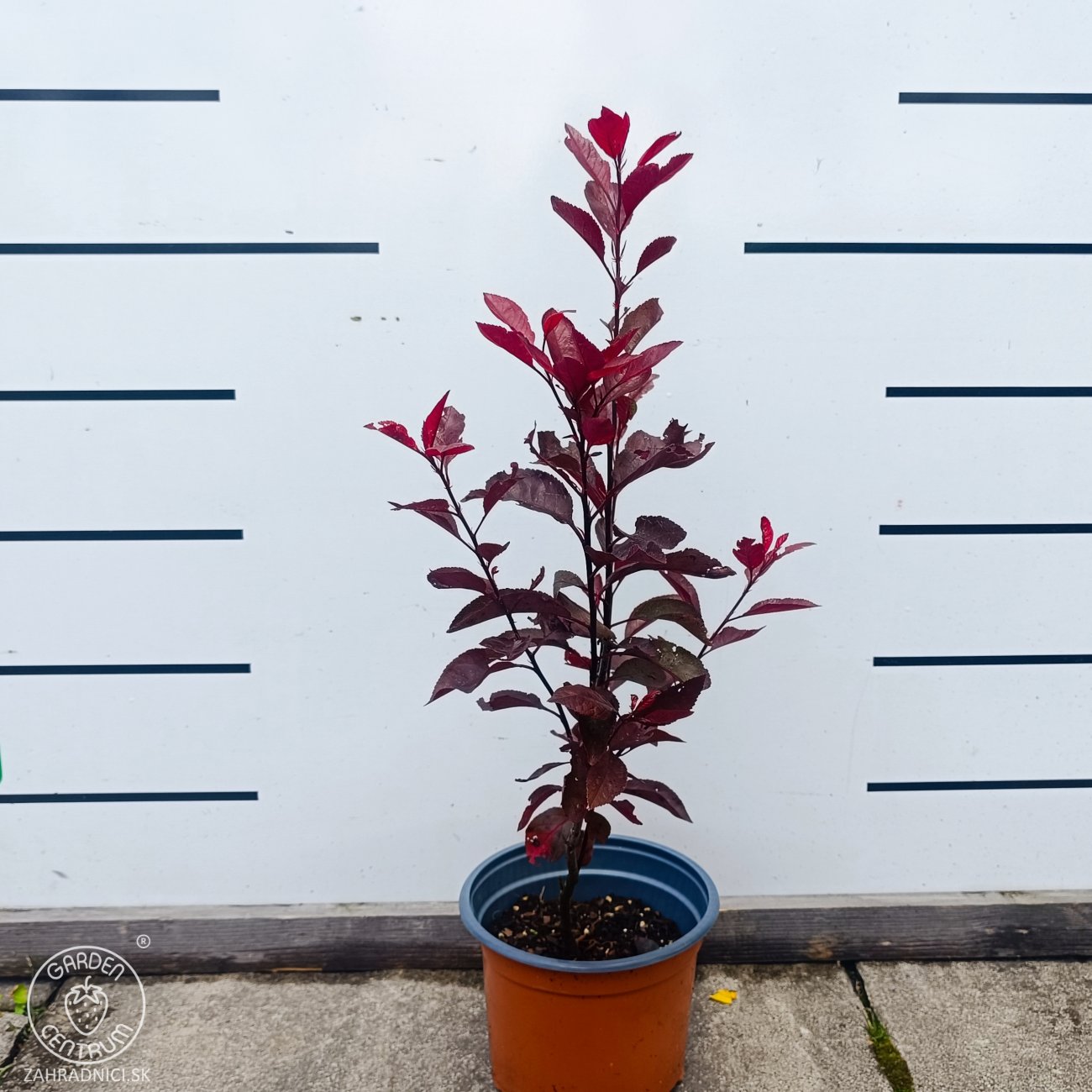 Obrázok Okrasná slivka (Prunus × cistena) - výška 30-40 cm, kont. C3L